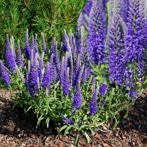 Veronica spicata 'Baby Blue' - Kassisaba 'Baby Blue' P11/0,75L